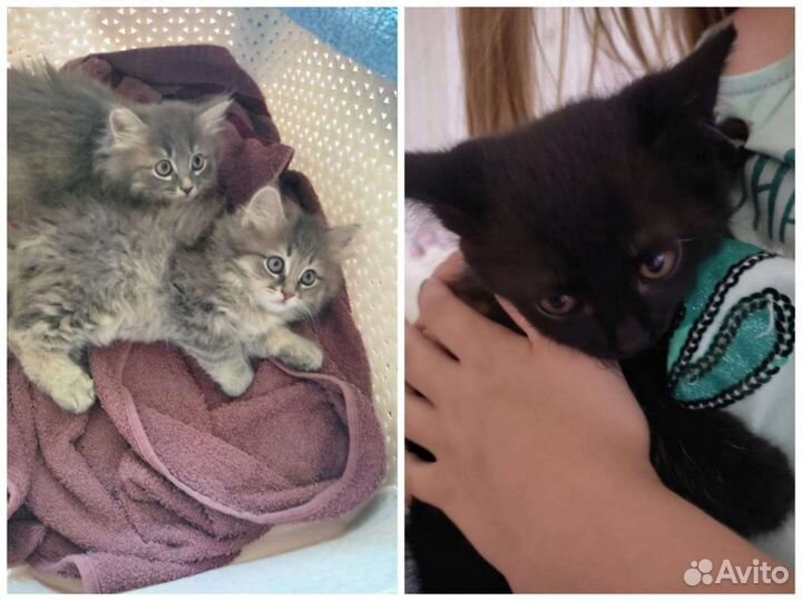 Отдам даром бесплатно