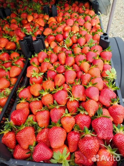 Клубника свежая ягода