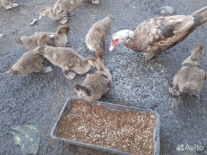 Утята индоутки