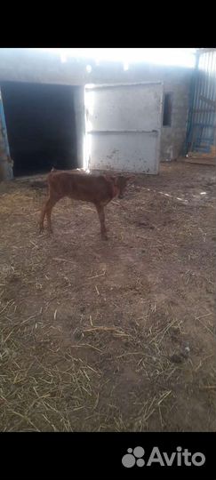 Корова с телятами