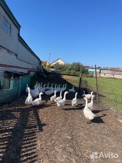 Продам гусей