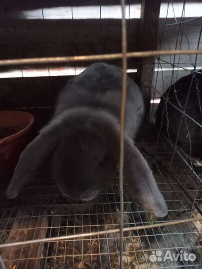 Кролик французский баран