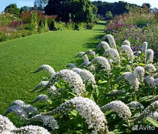 Вербейник Ландышевый саженцы