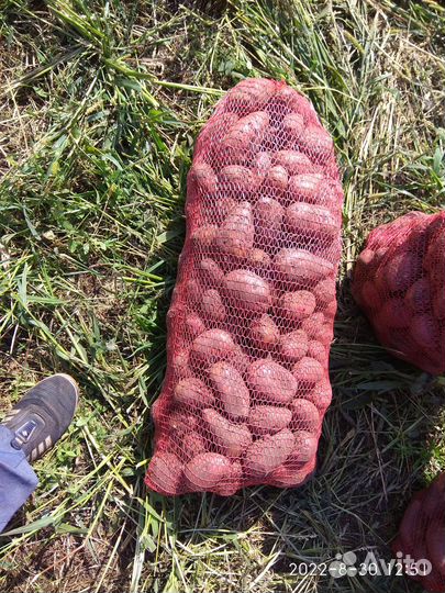 Продам картофель