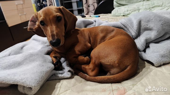 Карликовая такса