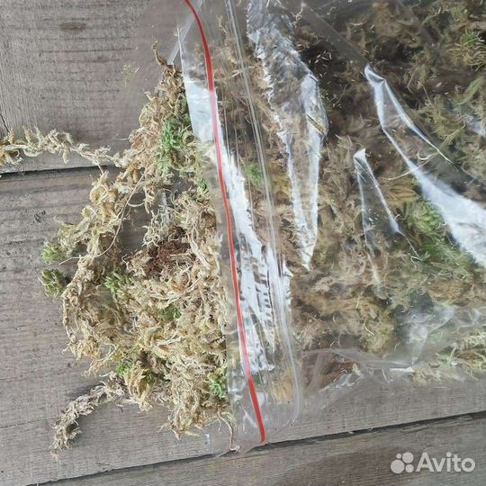 Мох сфагнум для Ахатин
