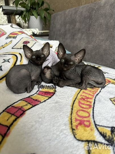 Канадский сфинкс котенок