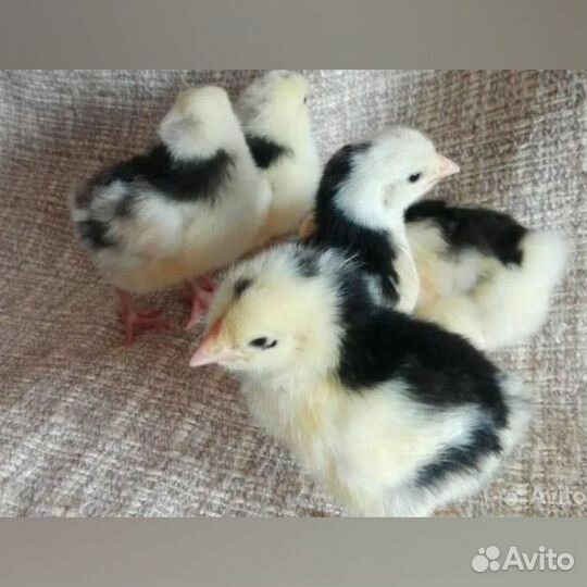 Цыплята суточные