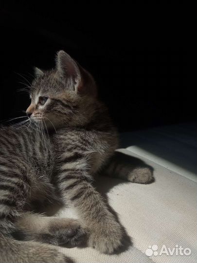 Котята. Две красивые девочки ждут своих хозяев