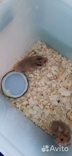Продаются хомячки, мальчики и девочка
