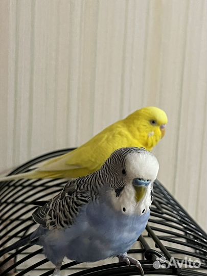 Волнистые попугаи с клеткой