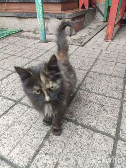 Отдам бесплатно котят