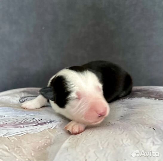 Щенок бордер колли девочка