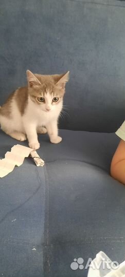 Кошка в дар