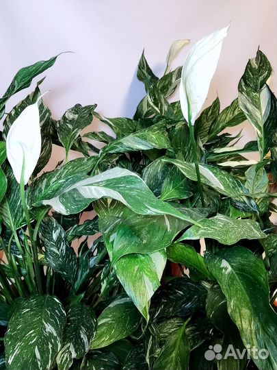 Спатифиллум вариегата Даймонд, комнатные цветы