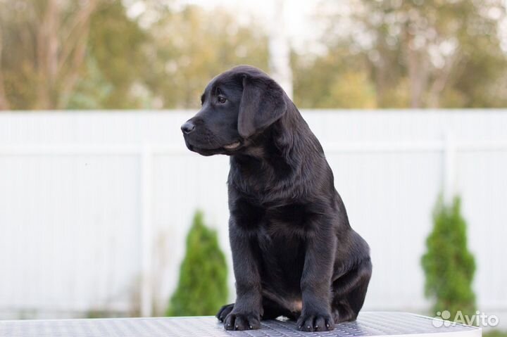 Самые крутые Лабродети