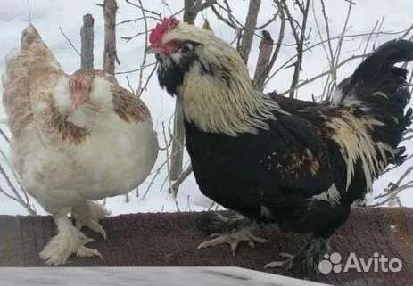 Цыплята суточные и подрощенные