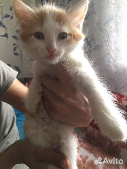 Котенок в дар бесплатно