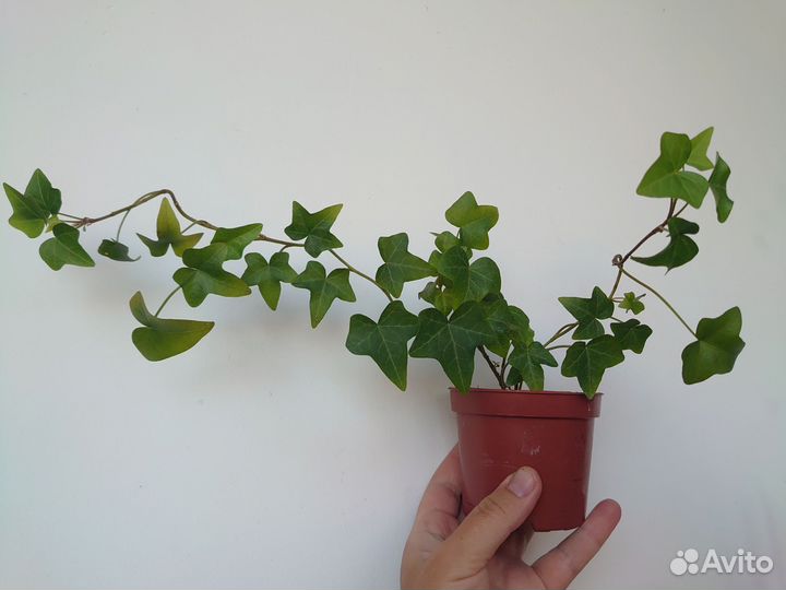 Плющ хедера