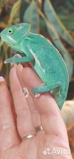 Йеменские хамелеоны, самцы и самки