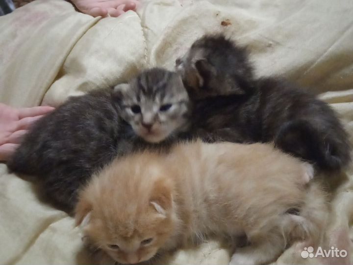 Котята мейкун