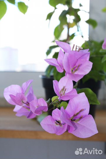 Бугенвиллия Baby Rouse