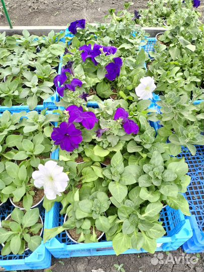 Петуния кустовая,махровая,вегетативная