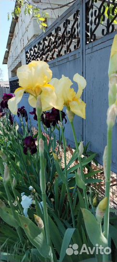 Ирисы и другие растения