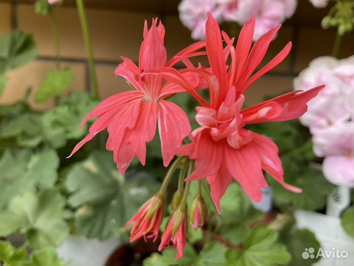 Пеларгония звездчатая (стеллар)