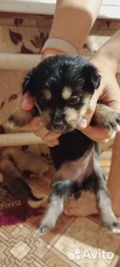 Щенки от маленькой собачки