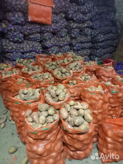 Продам картофель домашний