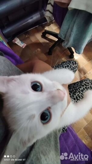 Кошка