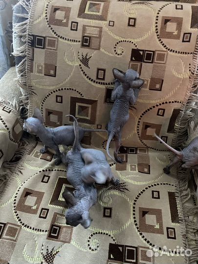 Котята сфинкс