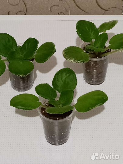 Фиалка (детки)