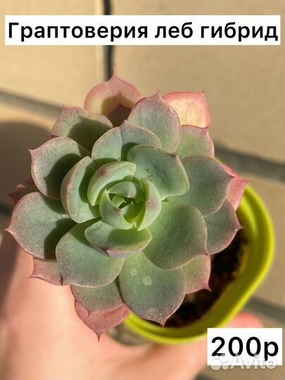 Суккуленты