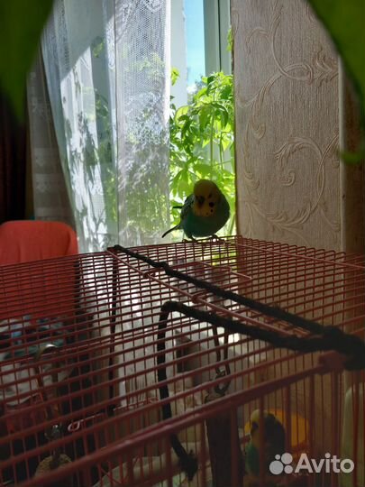 Продам попугаев с клеткой и вещами