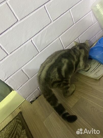 Шотландские прямоухие котята