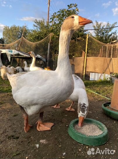 Холмогорские гуси, линда