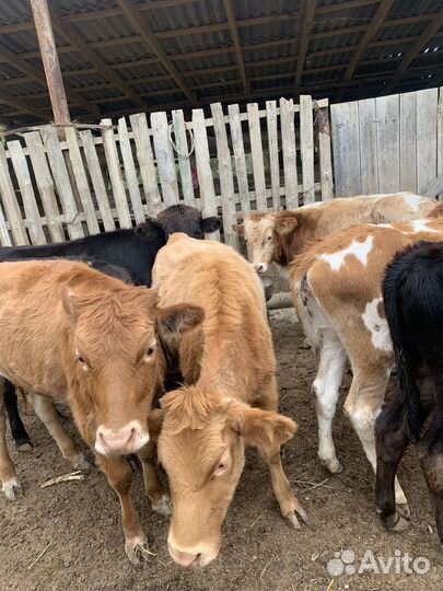 Телки и бычки