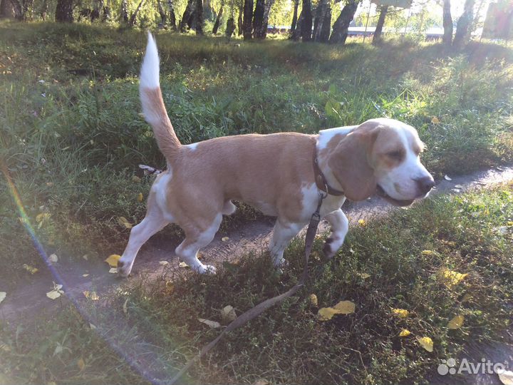 Вязка кобеля бигля