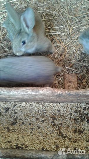 Кролики мясных пород