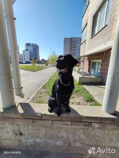 Кобель лабрадора вязка