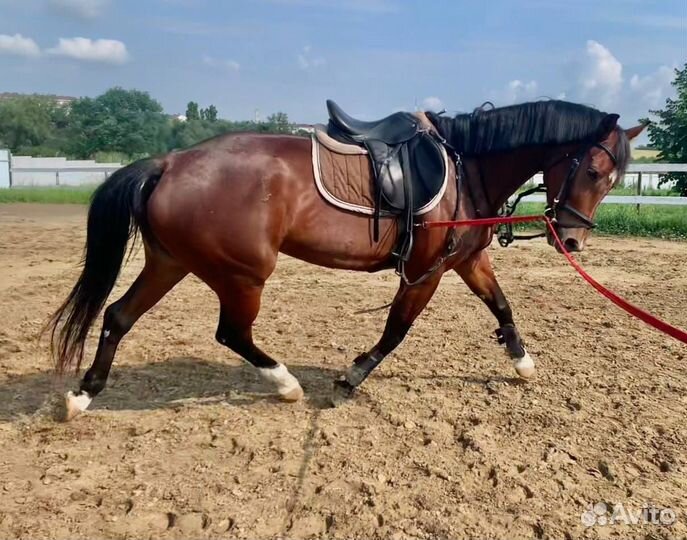 Взрослая кобыла