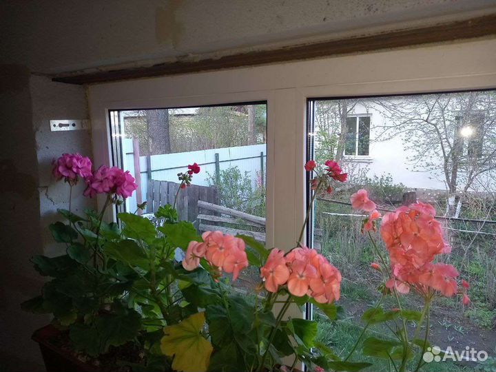 Пеларгония