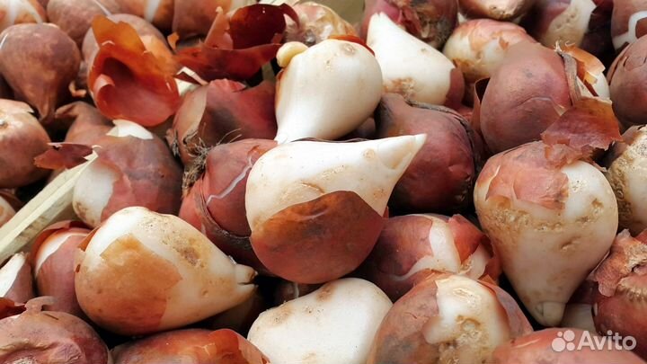 Луковицы тюльпанов оптом 10/11