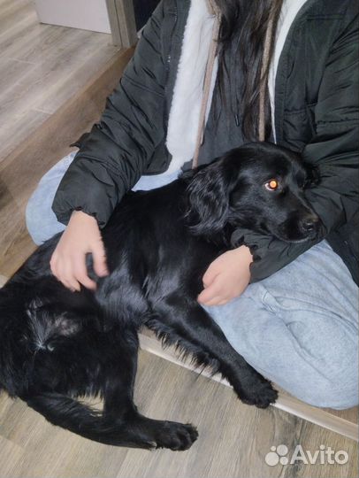 Русский спаниель