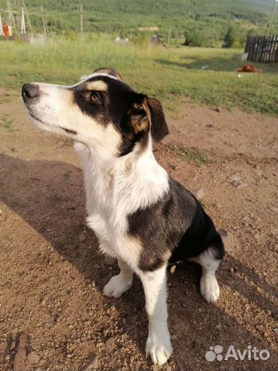 Отдам щенков в добрые руки