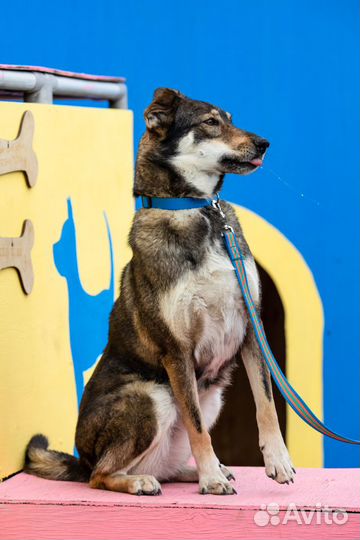 Монро Собака