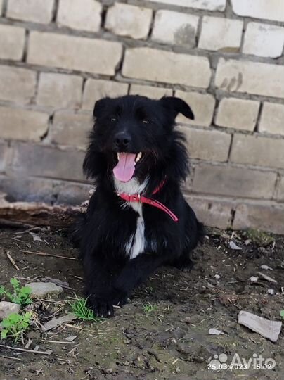 Небольшой хвостик ищет дом