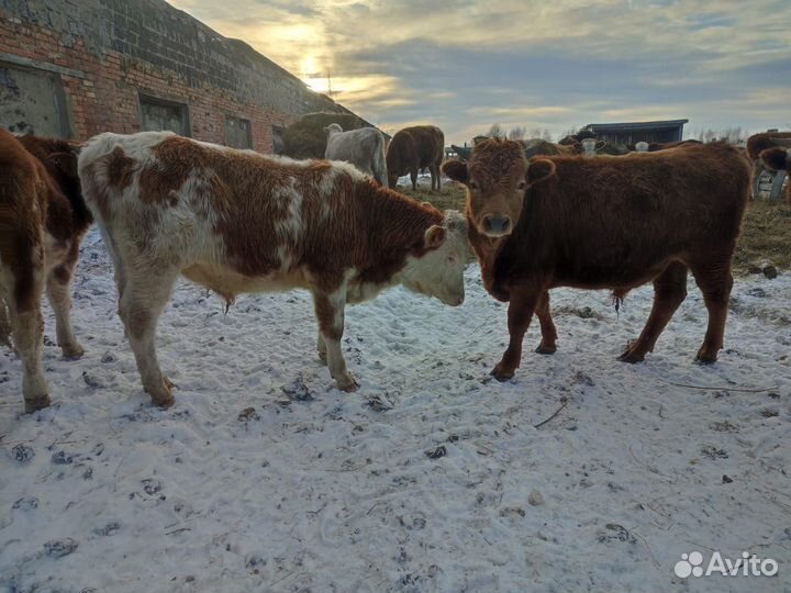 Быки живым весом